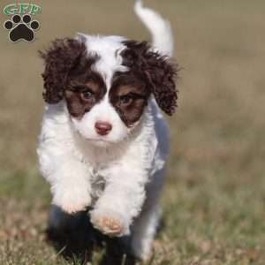 Snickerdoodle, Cavapoo Puppy
